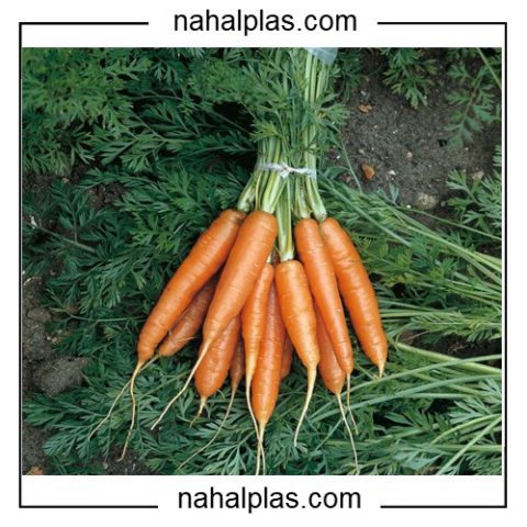 فروش بذر هویج